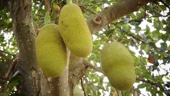 Jackfruit thailand fruit on a tree close up