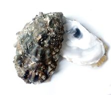 Oyster Eat