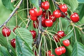 ripe fruits of cherry on a tree close-up on blurred background