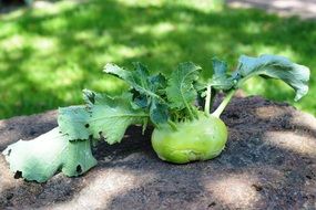 cabbage kohlrabi on the garden bed