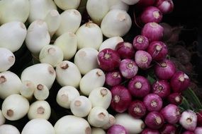 red and White Onion