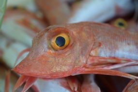 sea fish in the market