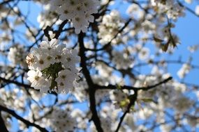 white nice Cherry Blossom