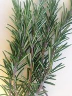 sprigs of rosemary for cooking