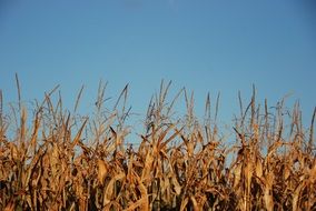 green corn field on clean blue sky background