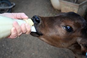 person feeding Calf with milk from bottle