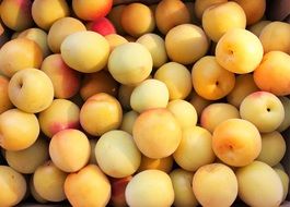 white plums are summer fruits