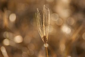 Close-up of the small ear of wheat at blurred background