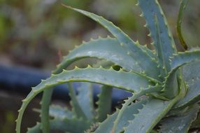 aloe planted in a flower pot