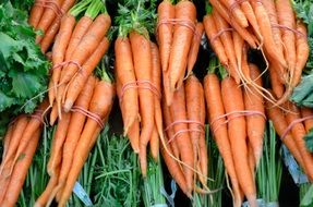 bunches of carrots at the grocery market