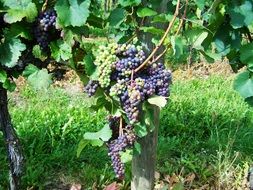 blue grapes grow in the garden