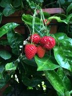 beautiful delicious Strawberries