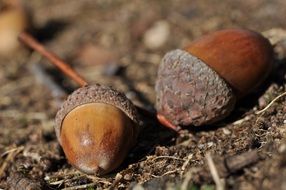 two acorns is the autumn harvest