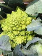 Romanesco Cabbage plant