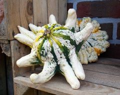 decorative figured pumpkins