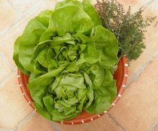 Lettuce Fresh Vegetables