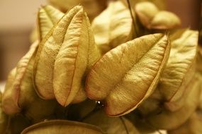 beautiful delicious Paniculata