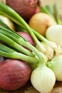 Green and blue onions on the table