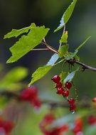 dew drops on red currant berries