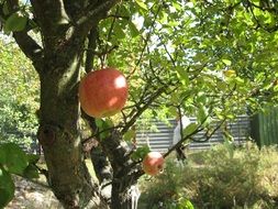 Apple Tree in Garden