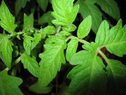 Tomato Leaf