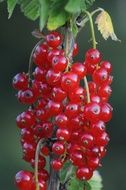 juicy clusters of red currant