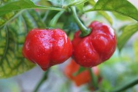 Seasoning Pepper