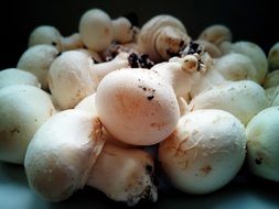 White uncooked mushrooms
