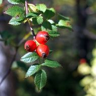 Red rosehip berries in nature