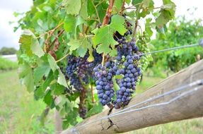 picture of the Grapes on a vineyard