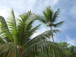 Fruit Caribbean palm