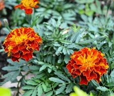 orange-red annual flowers