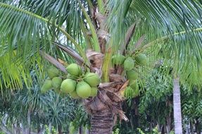 green fruits on coconut tree