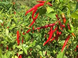 Chili Pepper Vegetables