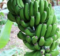 immature green bananas cluster