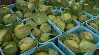 cabbage in blue boxes for sale