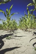 dry corn field