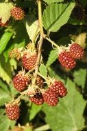 unripe red Blackberries on plant