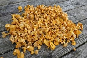 edible chanterelles mushrooms