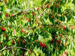 Red Cherries on tree