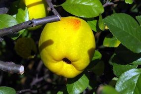 green healthy quince fruit on a branch