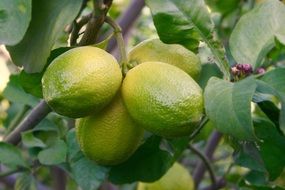 Lemon Tree Fruit
