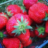 Strawberries Tasty Food