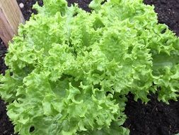 curly green fresh lettuce