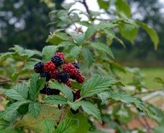 Blackberries harvest on branch closeup