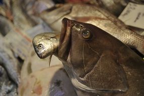 variety of fish at the fish market