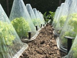 endive salad closed with transparent cones against frost