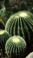 green Cactus Plants