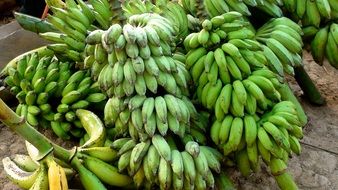 harvest of green bananas