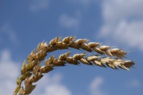 two spikelets on a cloudy sky background